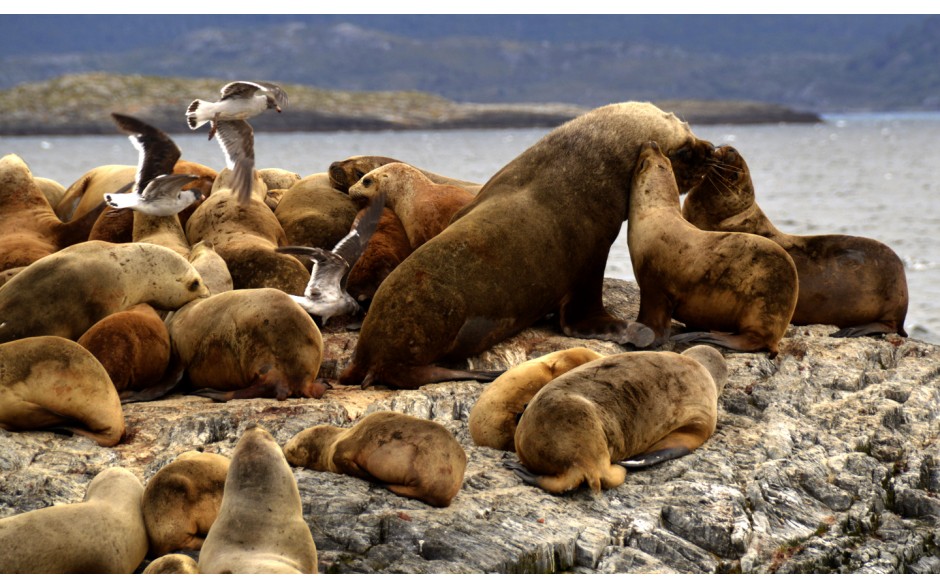 Pacote Ushuaia - Experience - 6 Dias e 5 Noites - Imagem 2
