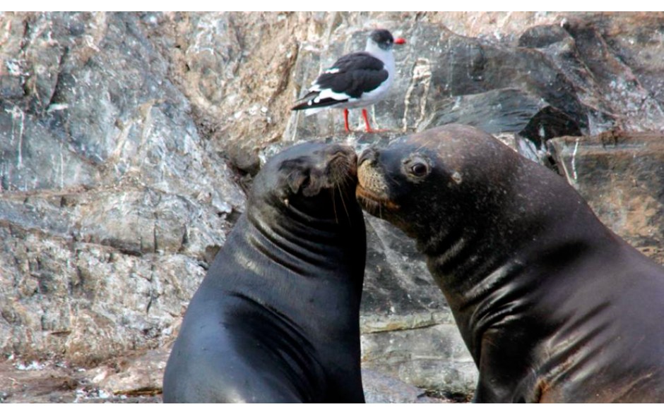 Navegação Canal Beagle - Inverno - Ushuaia - Imagem 4
