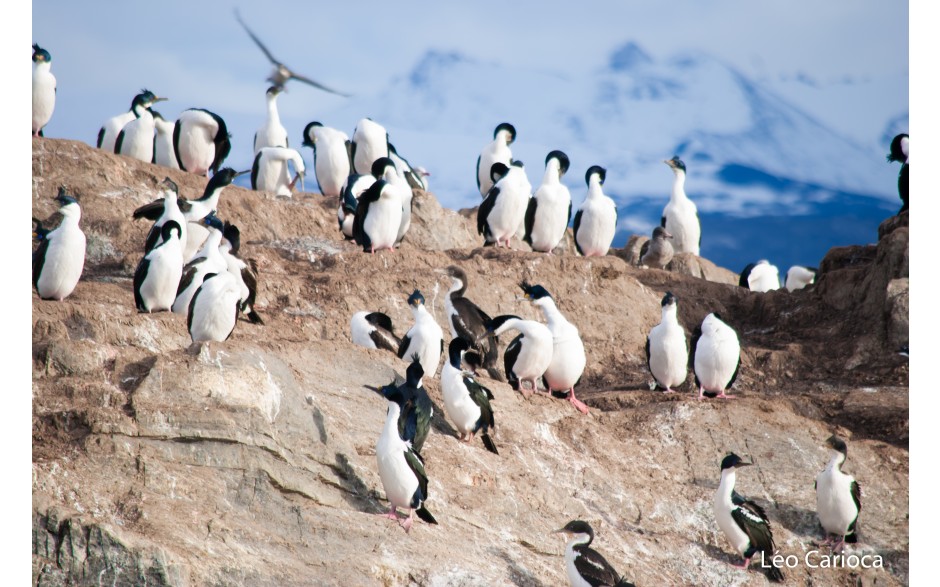 Navegação Canal Beagle - Inverno - Ushuaia - Imagem 5