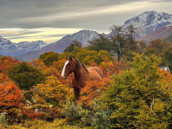Trekking Laguna de Los Tempanos e Glaciar Vinciguerra - Verão- Ushuaia - Imagem 7