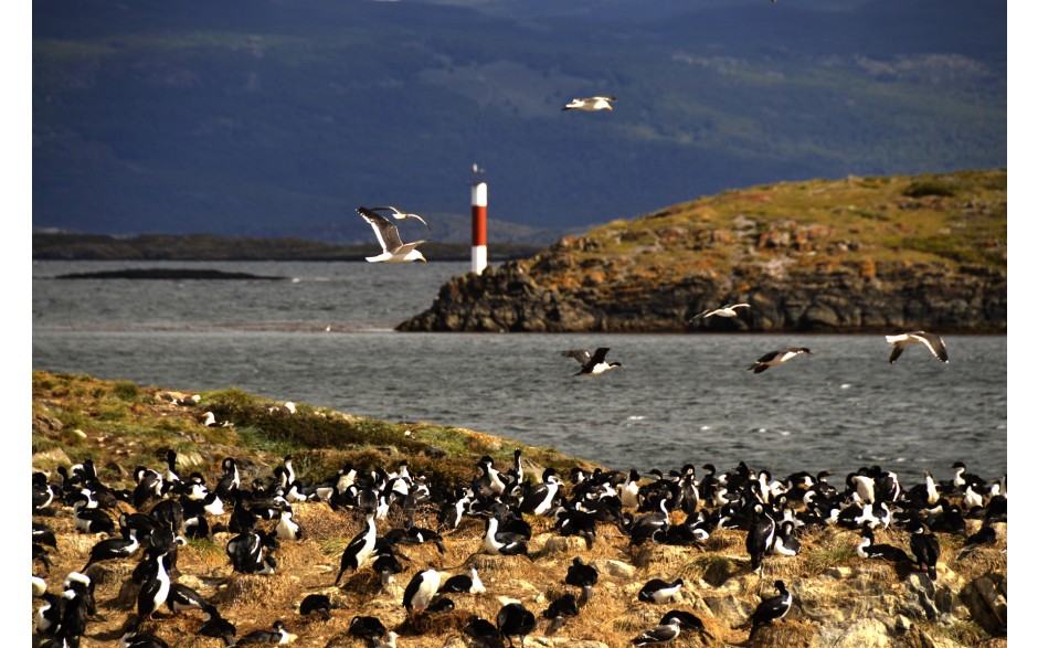 Navegação Canal Beagle - Inverno - Ushuaia