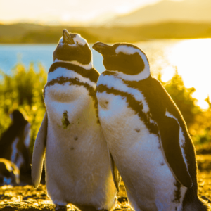 Navegação Pinguinera -  Ushuaia