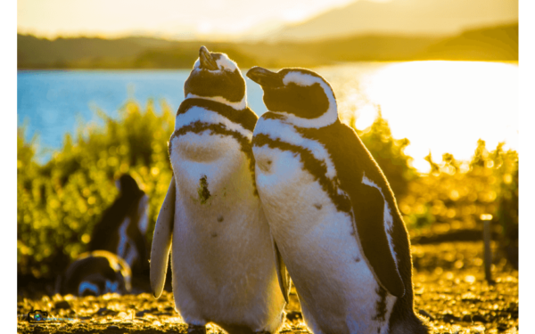 Caminhada com Pinguins + Navegação - Verão - Ushuaia - Imagem 4