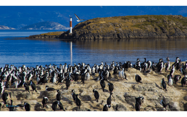 Caminhada com Pinguins + Navegação - Verão - Ushuaia - Imagem 5