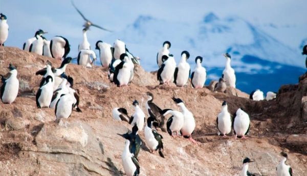 Caminhada com Pinguins + Navegação - Verão - Ushuaia - Imagem 6