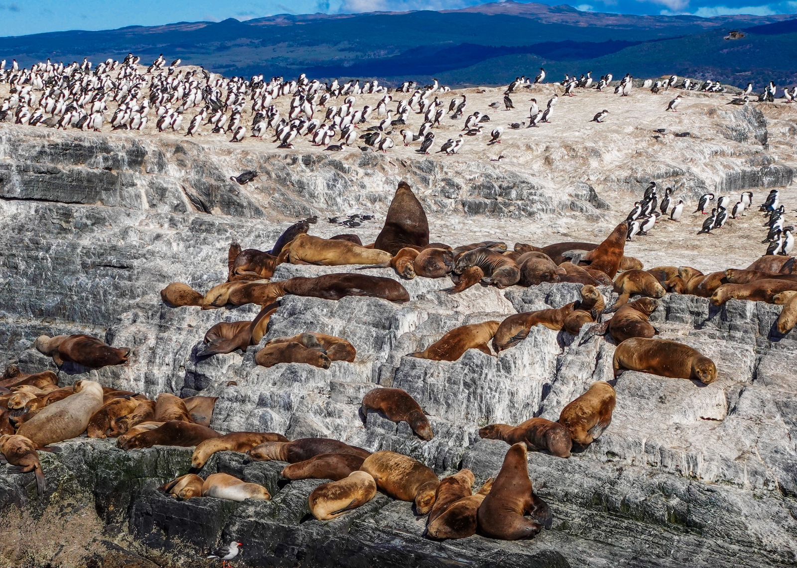 Pacote Ushuaia + El Calafate - Experience - 8 Dias e 7 Noites - Imagem 6
