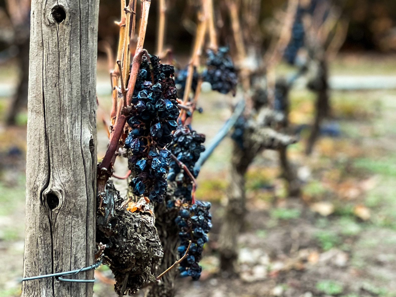 Isla Negra, Algarrobo e Vinhedo - Imagem 8