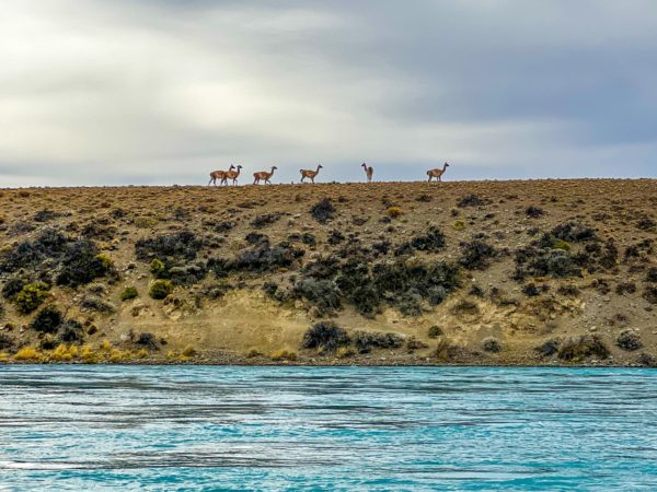 Darwin Experience, Kayaks e Aventura - El Calafate - Imagem 4