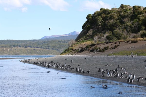 Caminhada com Pinguins + Navegação - Verão - Ushuaia - Imagem 3