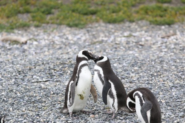 Caminhada com Pinguins + Navegação - Verão - Ushuaia - Imagem 2