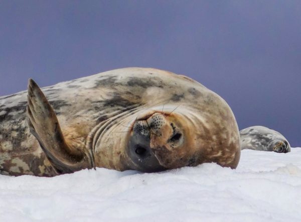 Expedição Antártica 10 Dias e 9 Noites - Imagem 6