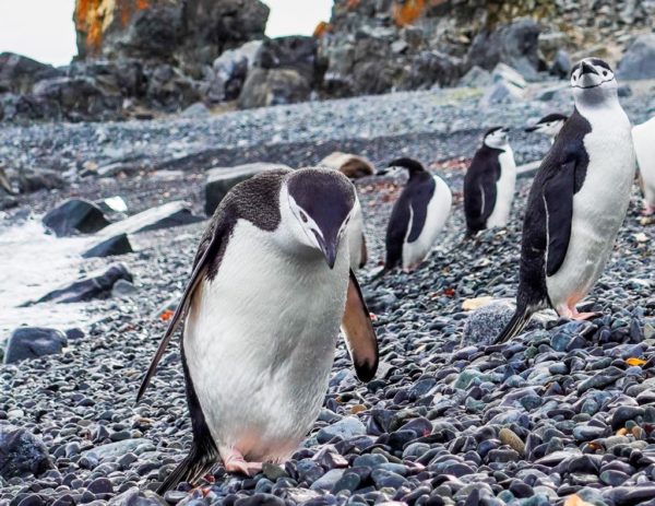 Expedição Antártica 10 Dias e 9 Noites - Imagem 8