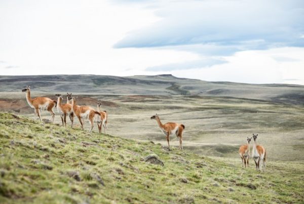 Safari Experience, Fauna e Estepa - El Calafate - Imagem 2