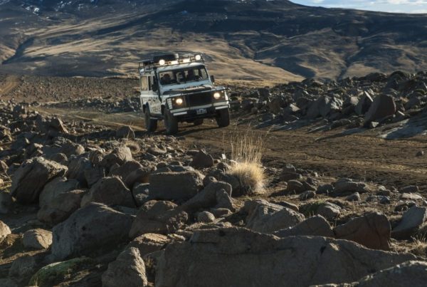 Safari Experience, Fauna e Estepa - El Calafate