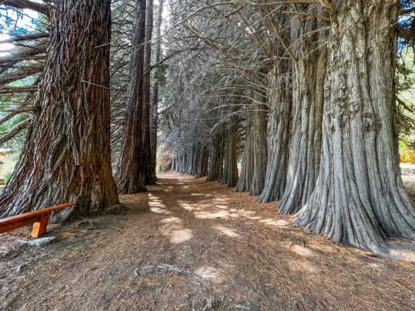 Ilha Victoria e Bosque de Arrayanes - Imagem 7