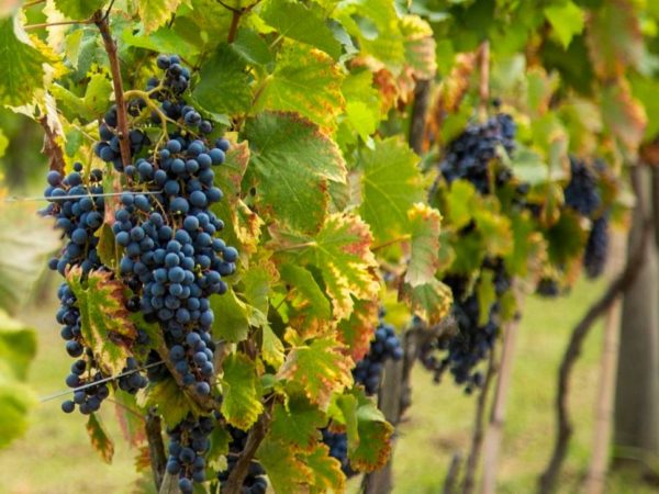 Day Tour Bodega Gamboa - Imagem 3