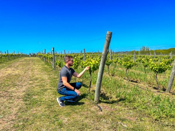 Day Tour Bodega Gamboa - Imagem 5