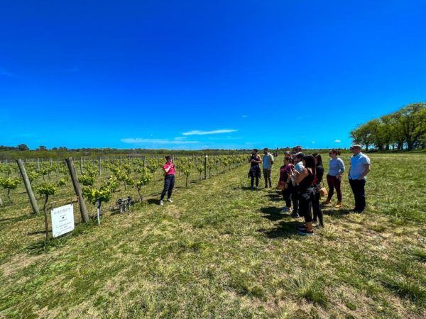 Day Tour Bodega Gamboa - Imagem 7