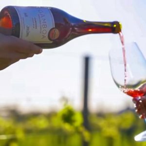Day Tour Bodega Gamboa
