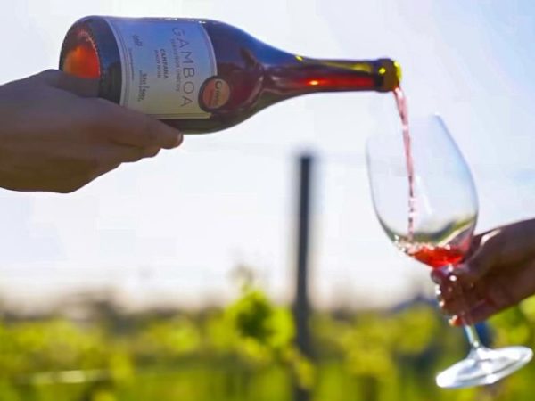 Day Tour Bodega Gamboa