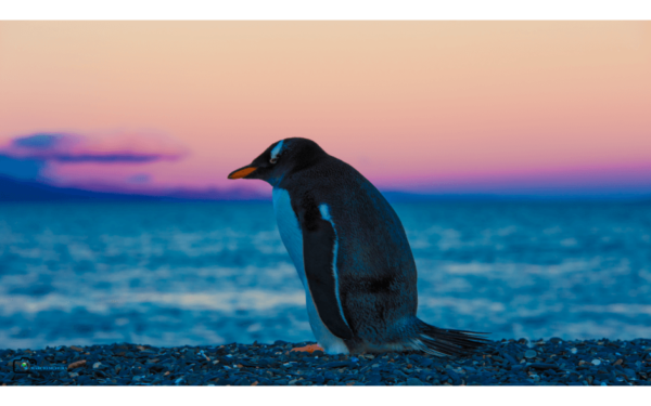 Caminhada com Pinguins + Navegação - Verão - Ushuaia - Imagem 8