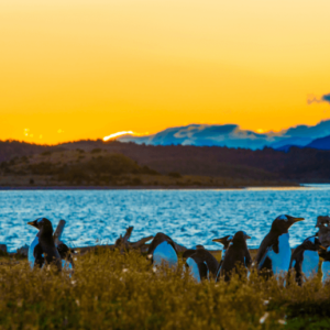 Caminhada com Pinguins + Navegação - Verão - Ushuaia