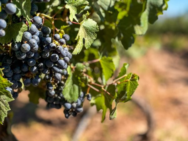Vinícolas Premium de Luján de Cuyo - Imagem 8