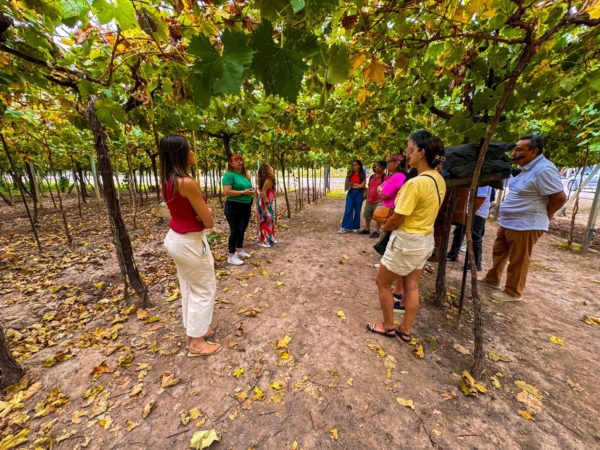 Vinícolas e Olivícola em Maipu - Imagem 5