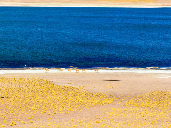 Tour Piedras Rojas e Lagoas Altiplânicas - Imagem 5
