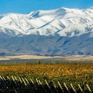 Vinícolas & Espumante em Luján de Cuyo