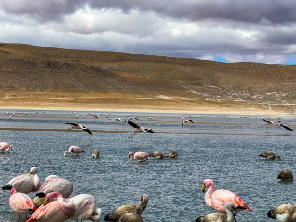 Pacote Salar de Uyuni