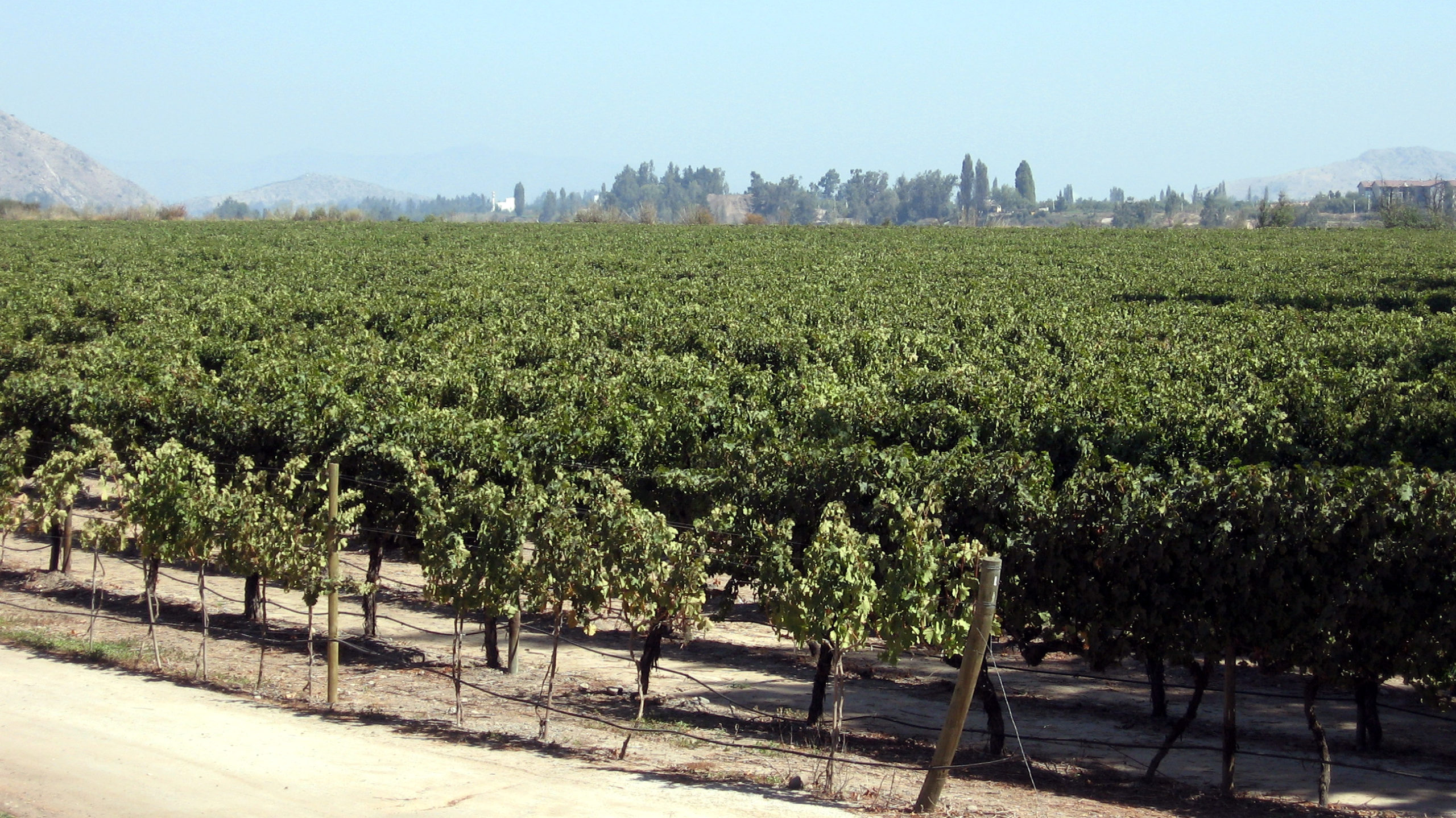 Tour Vinhedo Concha e Toro - Imagem 3