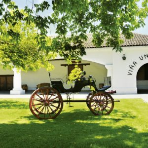 Tour Vinhedo Undurraga