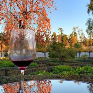 Tour Vinhedo Santa Rita