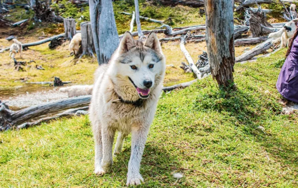Experiência Antártica com Quadriciclo + Huskies – Verão – Ushuaia - Imagem 6
