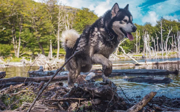 Experiência Antártica com Quadriciclo + Huskies – Verão – Ushuaia - Imagem 4