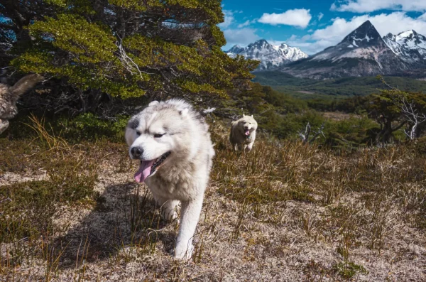 Experiência Antártica com Quadriciclo + Huskies – Verão – Ushuaia - Imagem 3
