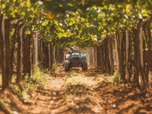 Vinícolas em Maipú com almoço na Vinícola Santa Julia - Full Day - Imagem 4
