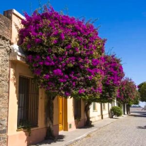 Day Tour Colonia del Sacramento Meio Dia - Uruguay