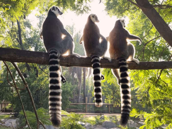 Temaikèn Bioparque + Translados - Imagem 4