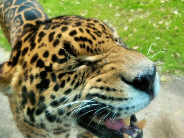 Temaikèn Bioparque + Translados - Imagem 5