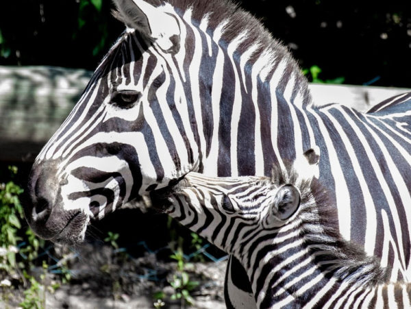 Temaikèn Bioparque + Translados - Imagem 7