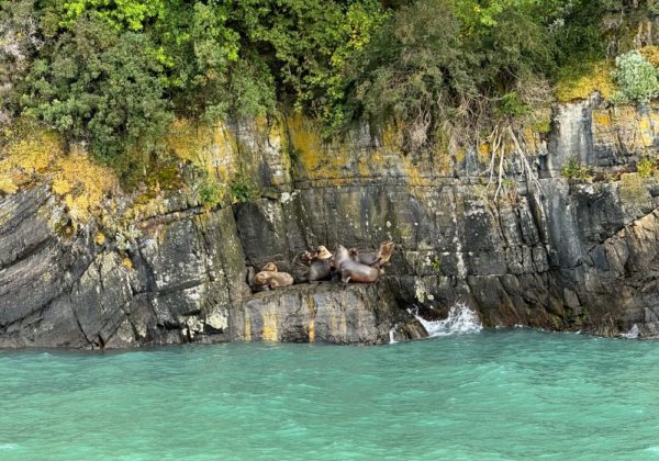 Navegação Glaciares Balmaceda e Serrano - Imagem 7
