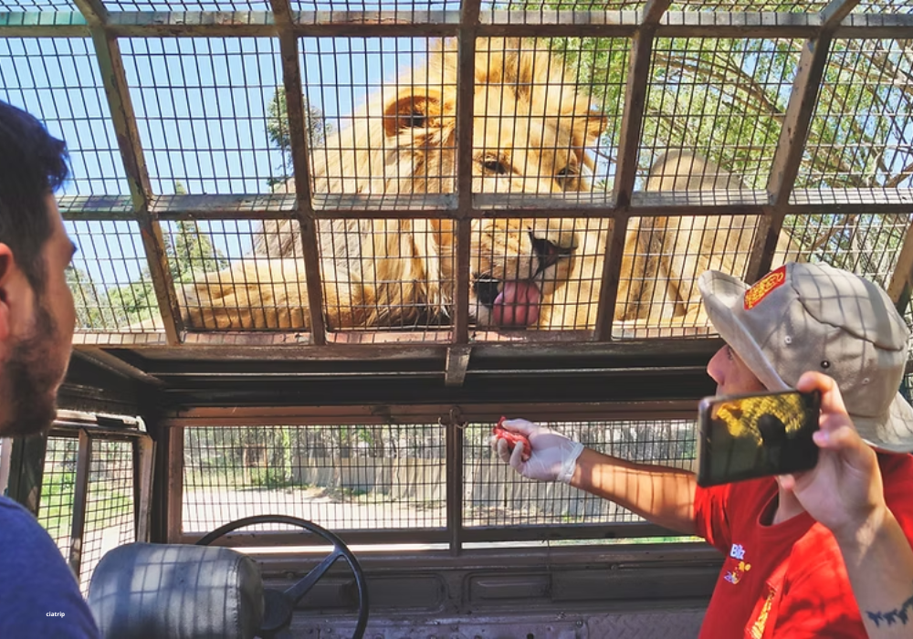 Parque Safari com Leões - Chile - Imagem 4