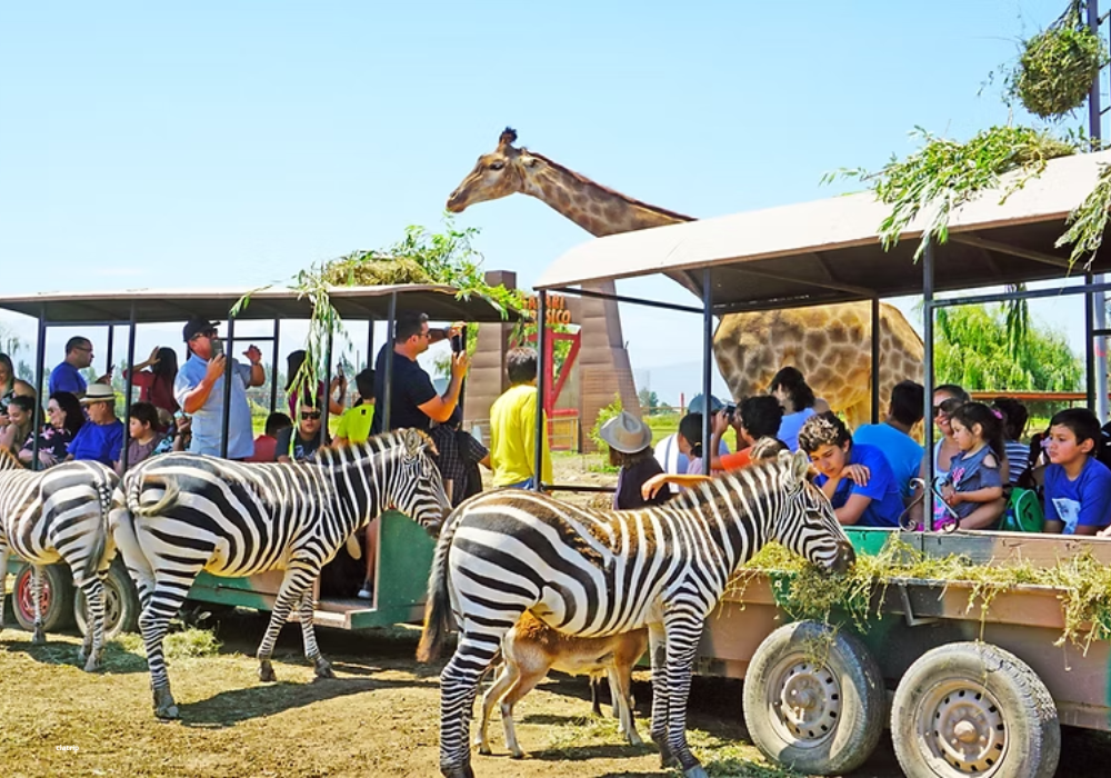 Parque Safari com Leões - Chile - Imagem 3