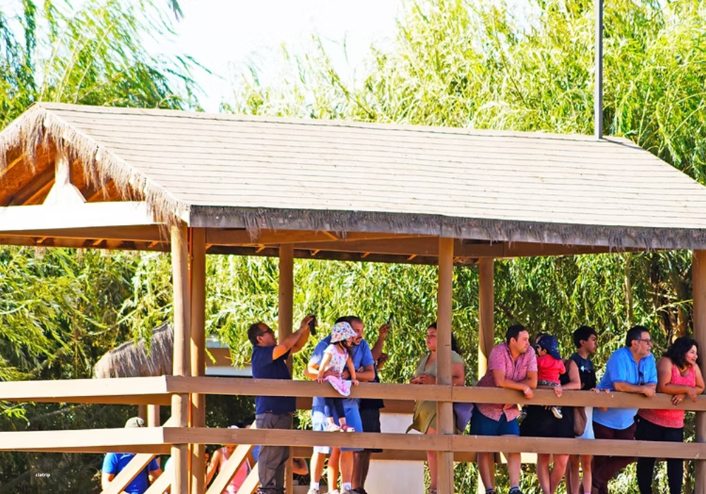 Parque Safari com Leões - Chile - Imagem 2