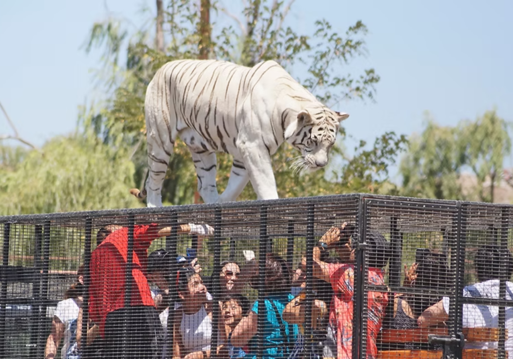 Parque Safari com Leões - Chile