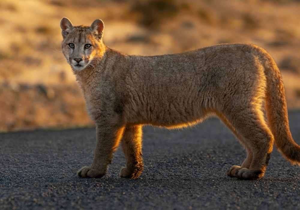 Observando Pumas - Puerto Natales - Imagem 4
