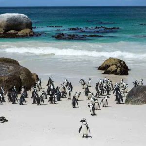 Tour pela Península do Cabo - Privativo