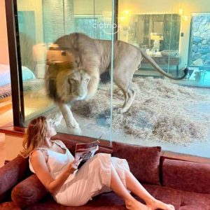 Dormindo com Leões - Hotel de Luxo